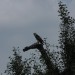 mini-IMG_1306